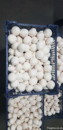 Fresh quality champignons