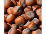 100% natural hazel nuts and ripe hazelnuts without husks - photo 8