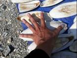 2023 Hot Sale Cuttlefish Bones Dried cuttlefish bone Cuttle fish bone - photo 2