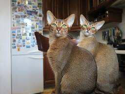 Абиссинские котята готовы к переезду в новый дом