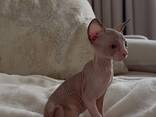 Amazing Sphynx Kittens - photo 1