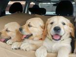Adorable Golden Retriever Puppies for Sale - photo 2