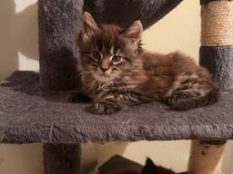 Adorable Maine coon kittens looking for their forever homes