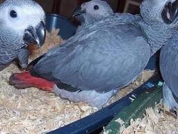 African Grey and macaw parrots For Sale