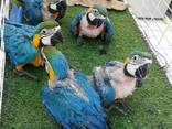 African Grey and macaw parrots for sale - photo 1