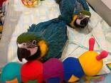 African Grey and macaw parrots for sale - photo 2