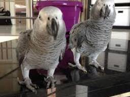 African Grey Parrot for Sale in United Kingdom