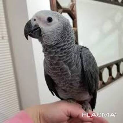 African Grey Parrot For sale Near Me UK - Exotic African Grey Parrot for Sale