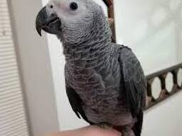 African Grey Parrot For sale Near Me UK - Exotic African Grey Parrot for Sale