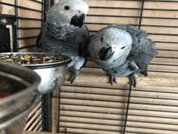 African grey parrot for sale UK Price - Baby African Grey parrot for sale UK