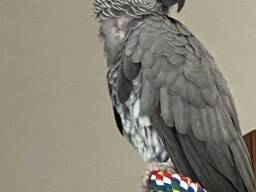 African Grey Parrot – Intelligent &amp; Hand Tame