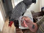 African Grey Parrot – Intelligent &amp; Hand Tame - photo 2