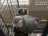African Grey Parrot – Intelligent &amp; Hand Tame - photo 3