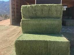 Alfalfa hay, Alfalfa Pellets, Alfalfa Cubes for animal feed