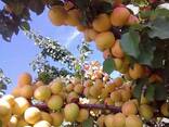 Apricot variety subkhon (pineapple) from Uzbekistan - photo 4