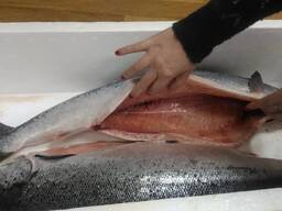 Atlantic Whole Salmon Fish