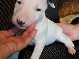 Beautiful English bull terrier puppies - photo 1
