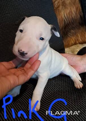 Beautiful English bull terrier puppies