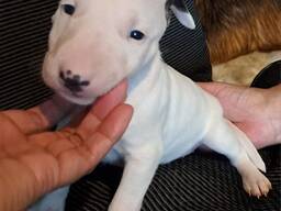 Beautiful English bull terrier puppies