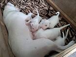 Beautiful English bull terrier puppies - photo 2