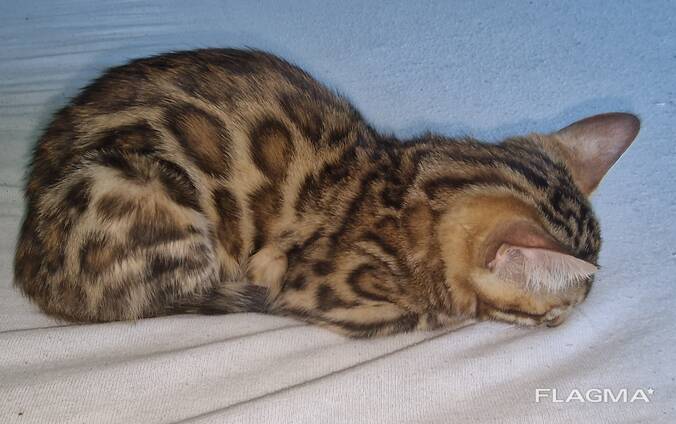 Bengal girl