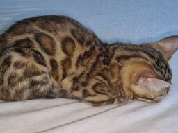 Bengal girl