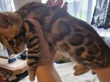 Bengal girl - photo 2