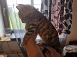 Bengal girl - photo 6