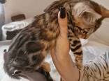 Bengal girl - photo 7