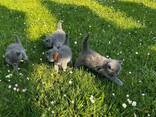 Beautiful chunky British shorthair kittens - photo 1