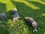 Beautiful chunky British shorthair kittens - photo 2