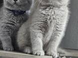 British shorthair kittens - photo 3