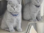 British shorthair kittens - photo 4