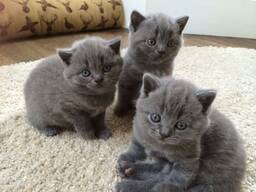 British shorthair kittens WhatsApp 16063318962