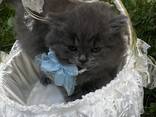 British shorthair straight - photo 2