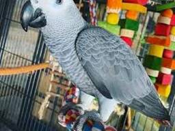 Cheap African Grey Parrot for Sale UK - African Grey Parrot Cage for sale