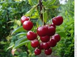 Cherry from sunny Uzbekistan