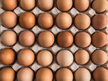 Chicken and Quail Eggs (only in bulk from one full truckload) - photo 1