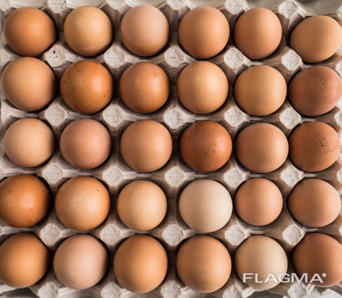 Chicken and Quail Eggs (only in bulk from one full truckload)