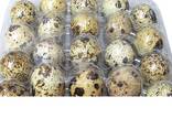 Chicken and Quail Eggs (only in bulk from one full truckload) - photo 2