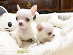 Chihuahua puppies
