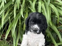 Cocker Spaniel Pup. .. whatsapp me at: 44 7453 907158