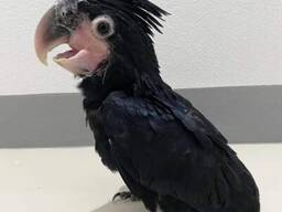 Cute Outstanding Palm Cockatoos Parrots Available For Rehoming