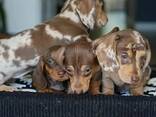 Dachshund puppies for adoption - photo 1