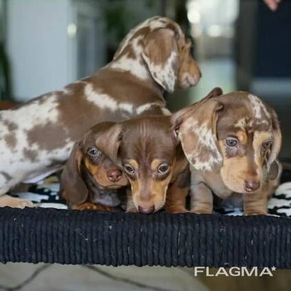 Dachshund puppies for adoption