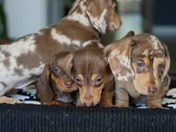 Dachshund puppies for adoption