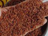 Exotic and Healthy rice from Vietnam - photo 1