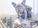 French bulldog puppies for sale. - photo 3