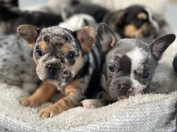 French bulldog puppies for sale . .. whatsapp me at: 44 7453 907158