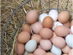 Premium Farm Fresh Chicken Table Eggs/ Chicken Eggs/ Fertilized Chicken Hatching Eggs